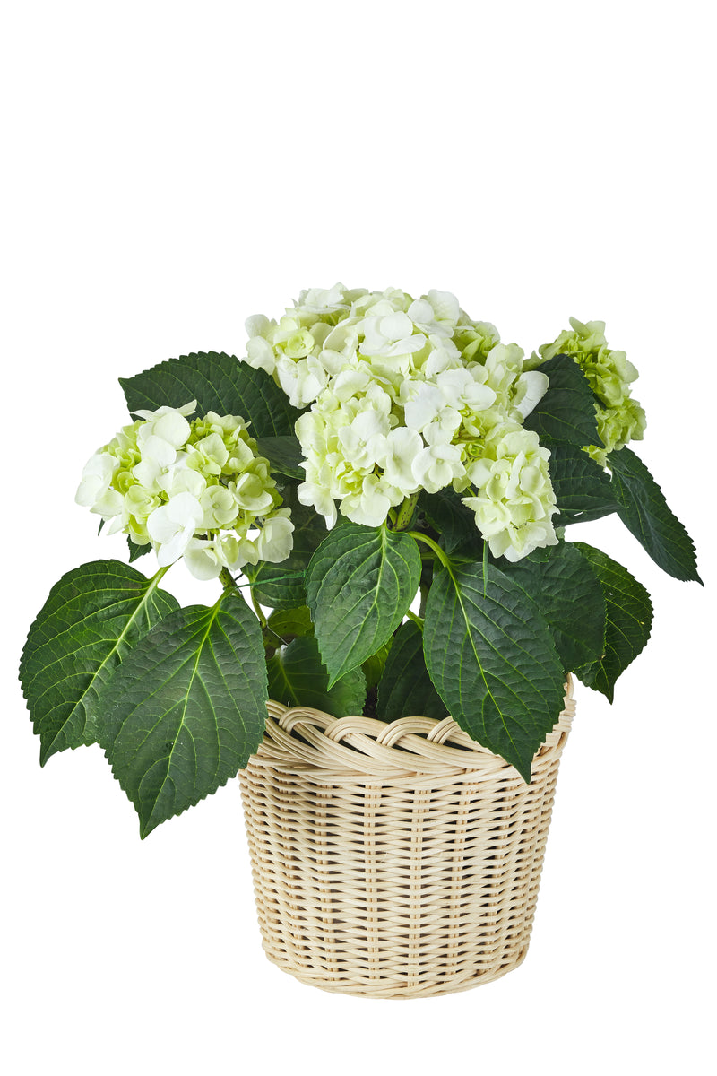 Braided Wicker Planter Basket - Large & Small