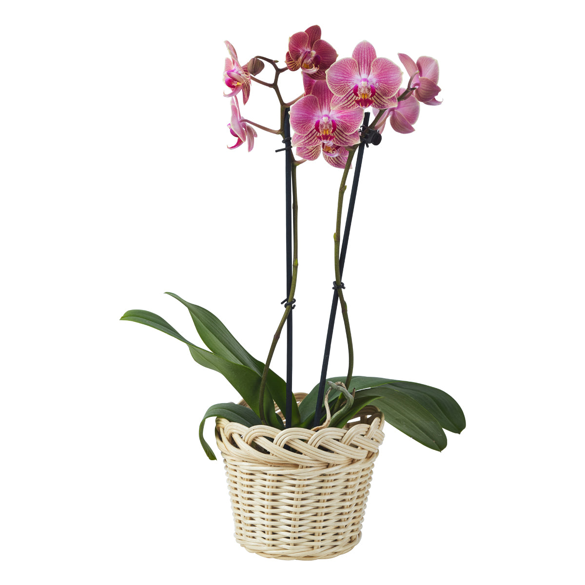 Braided Orchid Baskets Small, Set of 3